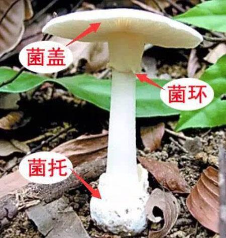 不采食有菌环和菌托的野生菌