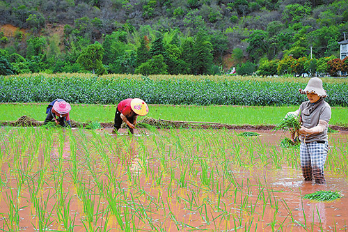 田野染新绿插秧正当时.jpg 田野染新绿插秧正当时.jpg