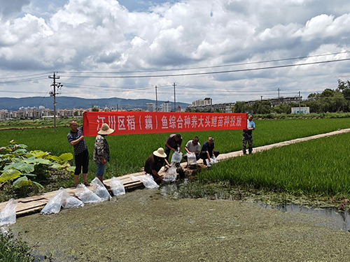 2000余千克大头鲤鱼苗游进稻田.jpg