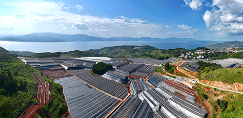 澄江建成现代农业基地649个.jpg