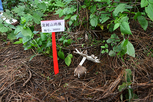 华宁林下鸡枞培育成功.jpg