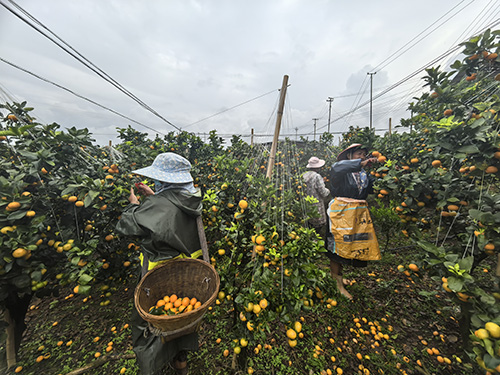 “甜蜜产业”串起乡村致富路.jpg