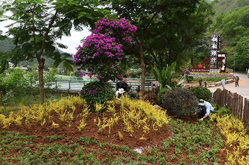 8万余株花草扮靓绿汁镇.jpg 8万余株花草扮靓绿汁镇.jpg