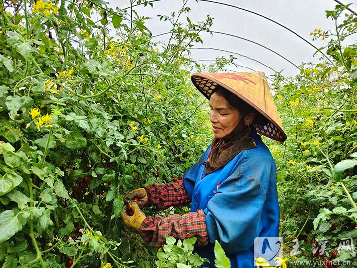 易门县曾所社区玲珑小番茄丰收.jpg 易门县曾所社区玲珑小番茄丰收.jpg