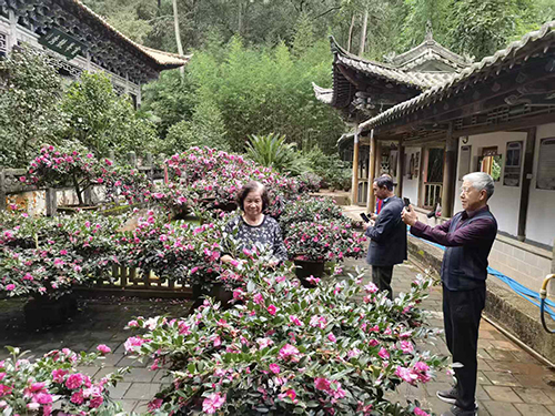 秀山公园茶梅绽放.jpg 秀山公园茶梅绽放.jpg