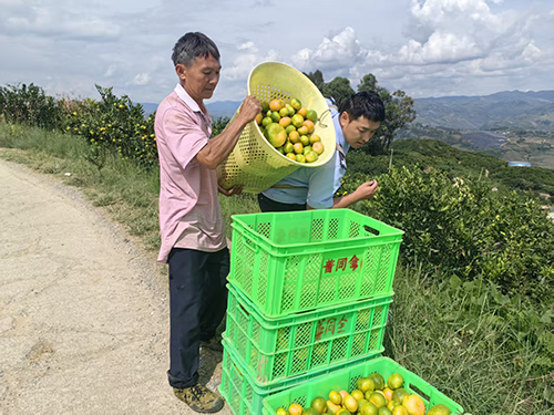 警民同心采摘忙 柑橘地里情意长.jpg 警民同心采摘忙 柑橘地里情意长.jpg