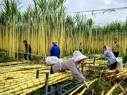 干坝社区:甘蔗喜丰收 群众日子甜.jpg 干坝社区:甘蔗喜丰收 群众日子甜.jpg