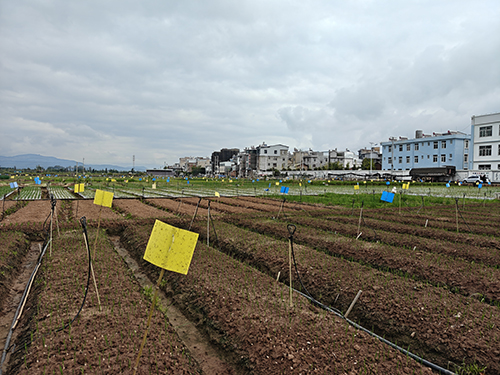 星云湖流域大力推广黄蓝板绿色防控技术.jpg 星云湖流域大力推广黄蓝板绿色防控技术.jpg