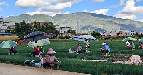 小香葱采收忙.jpg 小香葱采收忙.jpg