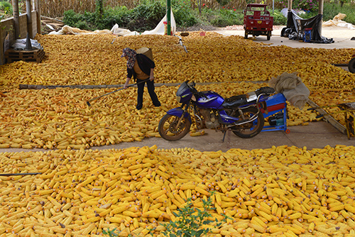 抢收秋粮保丰收.jpg 抢收秋粮保丰收.jpg