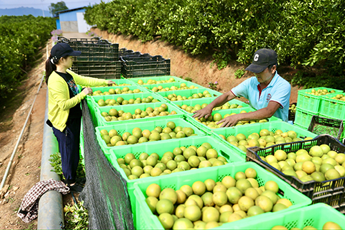 新平高原王子橙开园采收.jpg