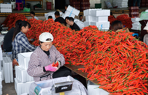 云南龙兴椒业：美人椒远销海外.jpg