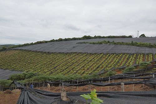 三沃田农业:发展中药材产业带动群众增收.jpg 三沃田农业:发展中药材产业带动群众增收.jpg